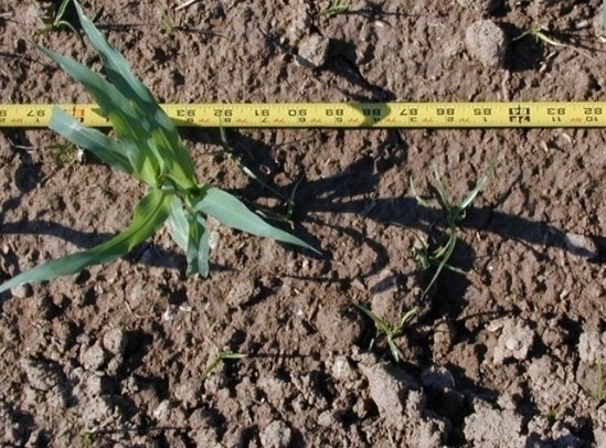 A “double" corn plant at the left of the photo – D. Voight