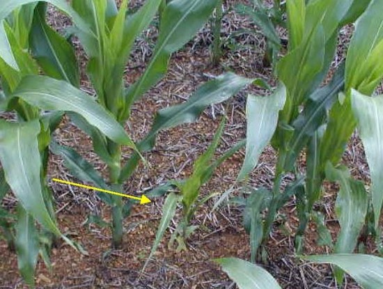 A late-emerging corn plant, which acts as a weed. D.Voight