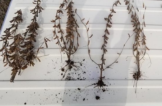 Soybean plants responding to various populations. D. Voight