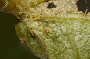 tobacco-thrips-3