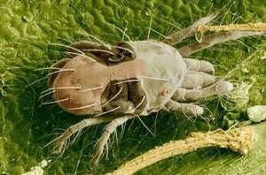 twospotted-spider-mite-1