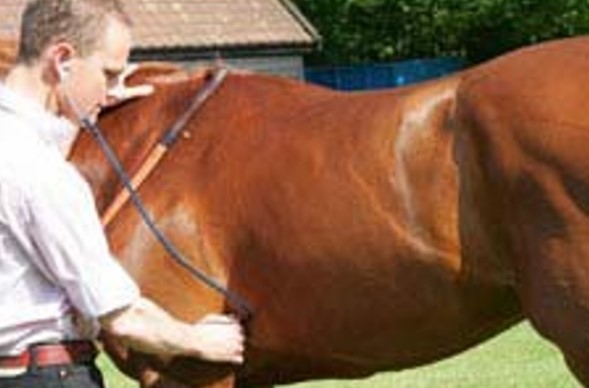 How to Measure a Horse’s Pulse/Heart Rate