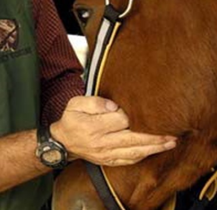 Be patient when assessing the horse’s pulse