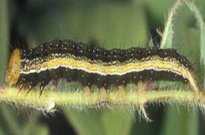 velvetbean-caterpillar-3