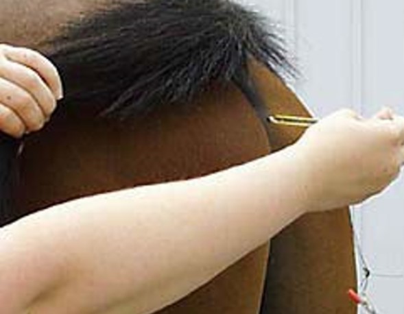 How to Measure a Horse's Temperature