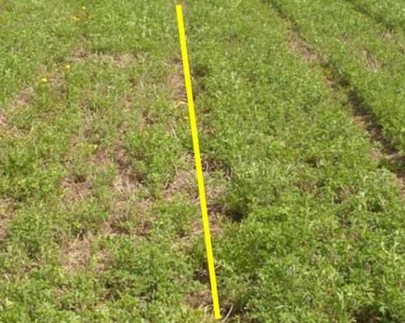 Thin stand (left) versus adequate stand (right). Credit: University of Wisconsin
