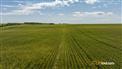 Two Hills Next Level - 316 Acres for Sale, Two Hills, Alberta