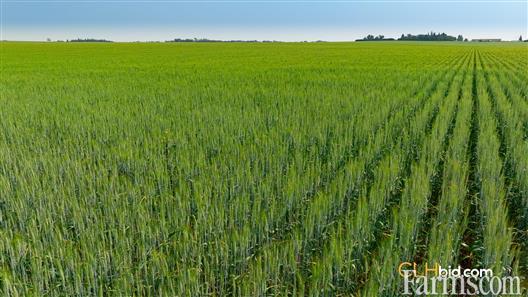 Urban County Line for Sale, Edmonton, Alberta