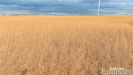 Kipling Crop & Cattle for Sale, Kipling, Saskatchewan