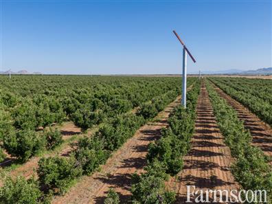 Willcox Arizona Apple Orchard For Auction for Sale, Willcox, Arizona