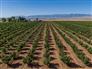 Willcox Arizona Apple Orchard For Auction for Sale, Willcox, Arizona