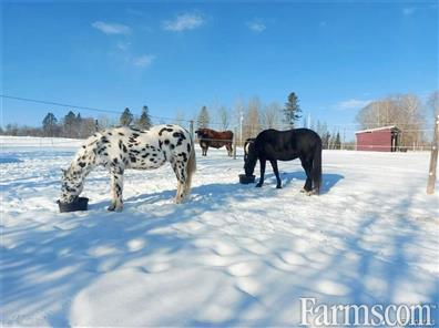 Equestrian Farm for Sale, Bedell, New Brunswick