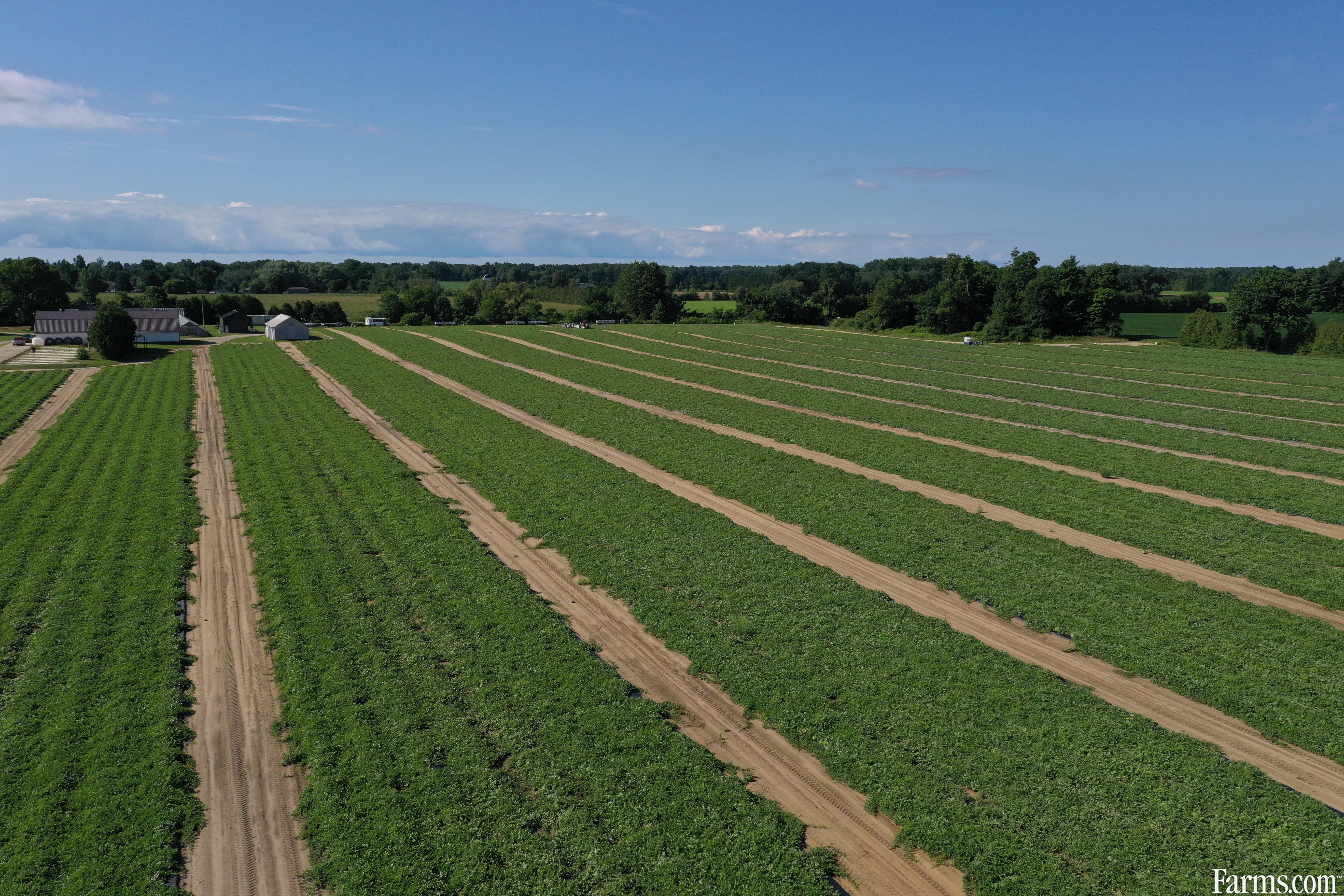 124 Acre Cash Crop Elgin County for Sale, Aylmer, Ontario