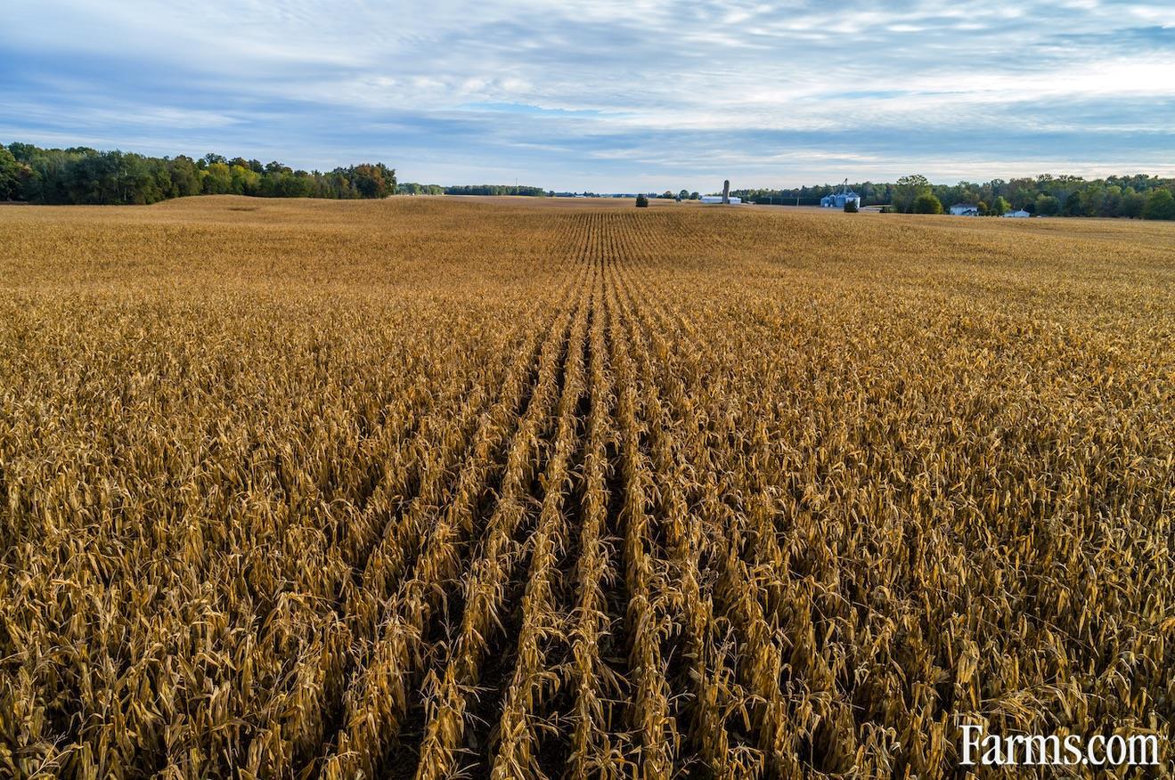 90 Acre Cash Crop, Elgin County for Sale, Iona Station, Ontario