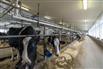 47 KG On Going Dairy / Bruce County for Sale, Paisley, Ontario
