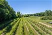 Lambton County Winery for Sale, Plympton-Wyoming, Ontario