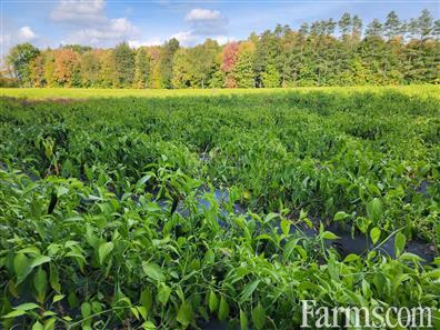 Vegetable Land in Norfolk County for Sale, Langton, Ontario