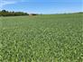 155 Workable Cash Crop Acres for Sale, Merlin, Ontario