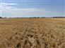 60 Acres, 60 Workable, Recently Systematically Tiled for Sale, Chatham, Ontario