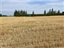 60 Acres, 60 Workable, Recently Systematically Tiled for Sale, Chatham, Ontario