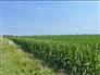 50 Acres, 48.5 Workable Harrow Ontario for Sale, Harrow, Ontario