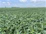 57 Acres 51 Tiled Workable for Sale, Wallaceburg, Ontario