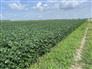 57 Acres 51 Tiled Workable for Sale, Wallaceburg, Ontario