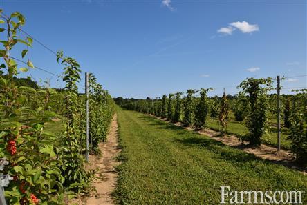 113 Acres, 30 Cash Crop, 30 Fruit, Custom Ranch for Sale, New Glasgow, Ontario