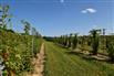 113 Acres, 30 Cash Crop, 30 Fruit, Custom Ranch for Sale, New Glasgow, Ontario