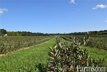 113 Acres, 30 Cash Crop, 30 Fruit, Custom Ranch for Sale, New Glasgow, Ontario