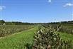 113 Acres, 30 Cash Crop, 30 Fruit, Custom Ranch for Sale, New Glasgow, Ontario