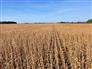 104 Acres, 100 Workable Lambton for Sale, Dresden, Ontario