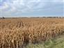 30 Acres Bare Land Chatham for Sale, Chatham, Ontario