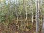 Private & Secluded Vacant Land Lot for Sale, Southgate, Ontario