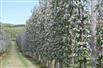 45 Acre High density orchard in Blue Mountains for Sale, Clarksburg, Ontario