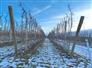 45 Acre High density orchard in Blue Mountains for Sale, Clarksburg, Ontario