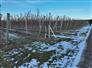 45 Acre High density orchard in Blue Mountains for Sale, Clarksburg, Ontario