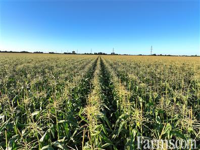 Organic Land in Southern Ontario for Sale, Wallaceburg, Ontario