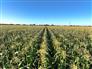 Organic Land in Southern Ontario for Sale, Wallaceburg, Ontario