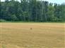 51 Acres *crop has been harvested* for Sale, Dawn-Euphemia, Ontario