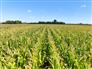 94 Acres workable in Chatham-Kent! for Sale, Tupperville, Ontario