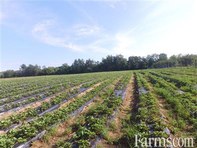 84 acre berry farm and fruit distillery for Sale, Bayfield, Ontario