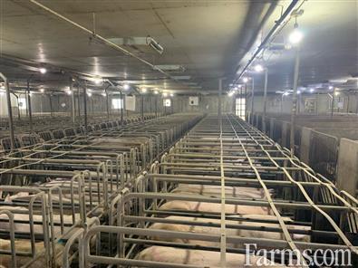 Farrowing to Early Wean for Sale, Atwood, Ontario