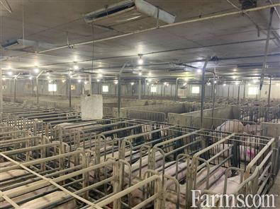 Farrowing to Early Wean for Sale, Atwood, Ontario