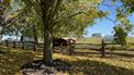 97 ACRE FARM IN BLACKSTOCK ON. for Sale, SCUGOG, Ontario