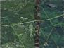 Pasture Land for Sale, Murchison, Ontario