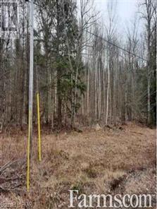 Maple Tree Forested Land for Sale, Murchison, Ontario