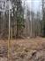 18.75 acres Maple Tree Forested Land for Sale