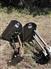 Miller 2010 Condor G75 Sprayers - Self Propelled