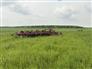 Salford 2015 I-2241 Vertical Tillage